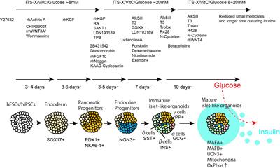 Immune Protection of Stem Cell-Derived Islet Cell Therapy for Treating Diabetes